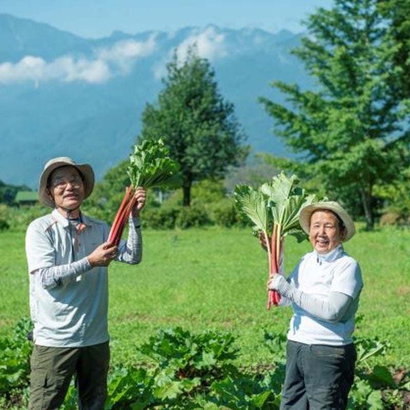 2025年 標高1000m 赤い生ルバーブ 税込み￥1620/kg 送料(クール便 10k