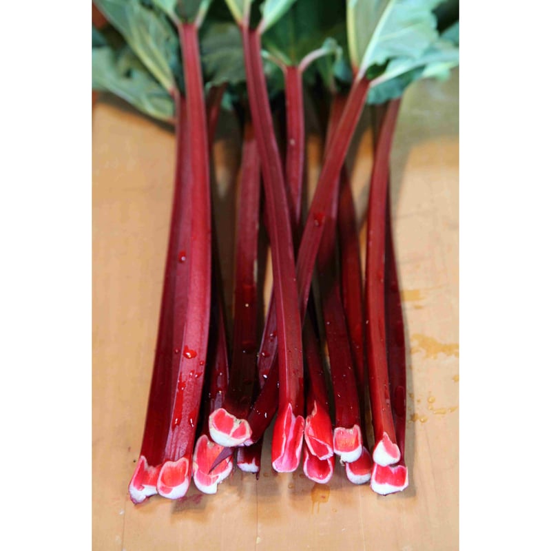 お徳用 赤いルバーブジャム500g 3個入り (送料込み) | 八ヶ岳ルバーブ お徳用 赤いルバーブジャム500g 3個入り (送料込み) | 八ヶ岳ルバーブ