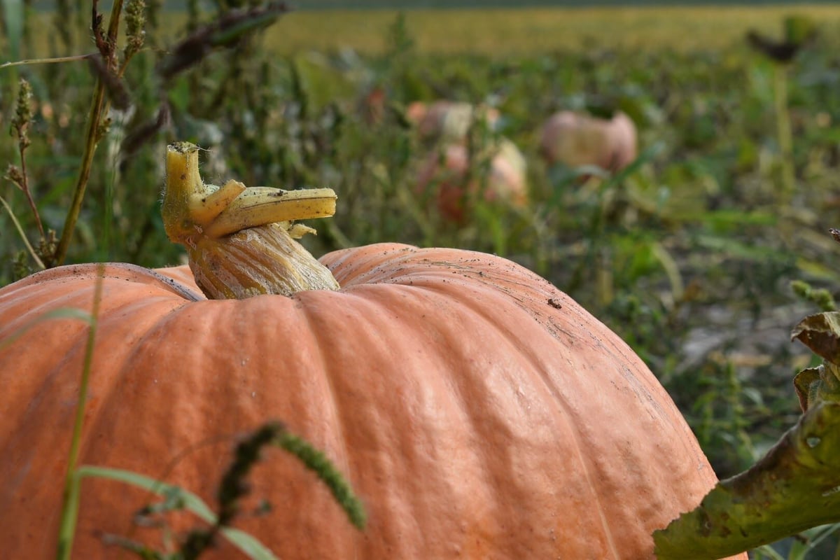 ジャンボかぼちゃ アトランティックジャイアント 20-40㎏ | solana