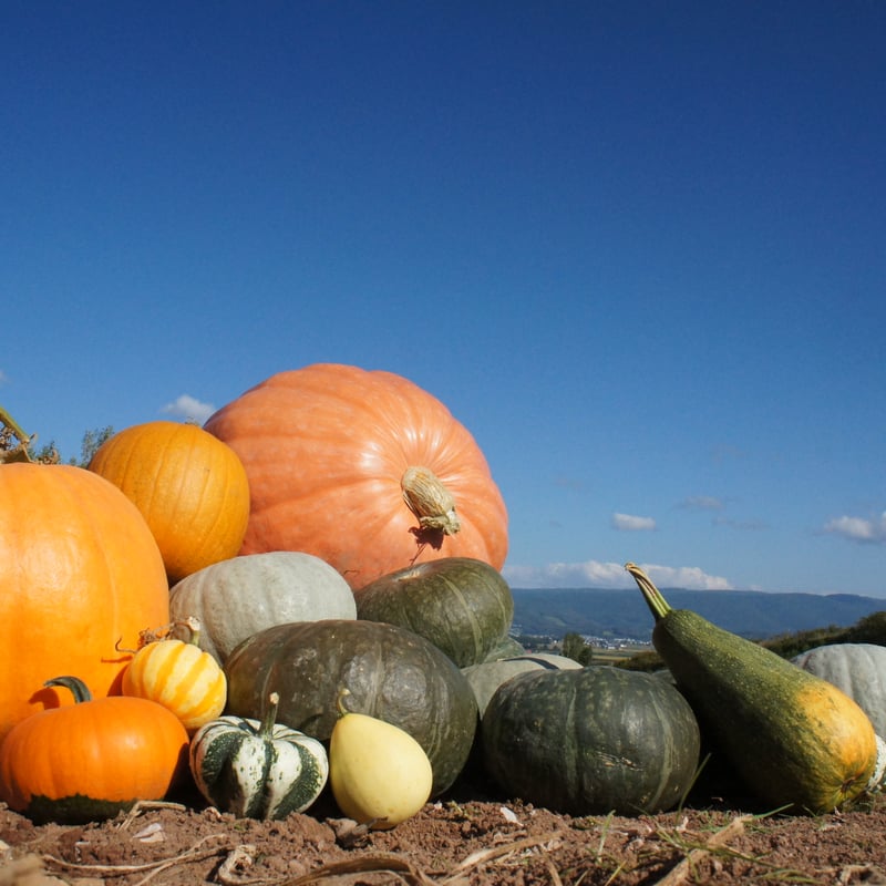 ジャンボかぼちゃ アトランティックジャイアント 20-40㎏ | solana