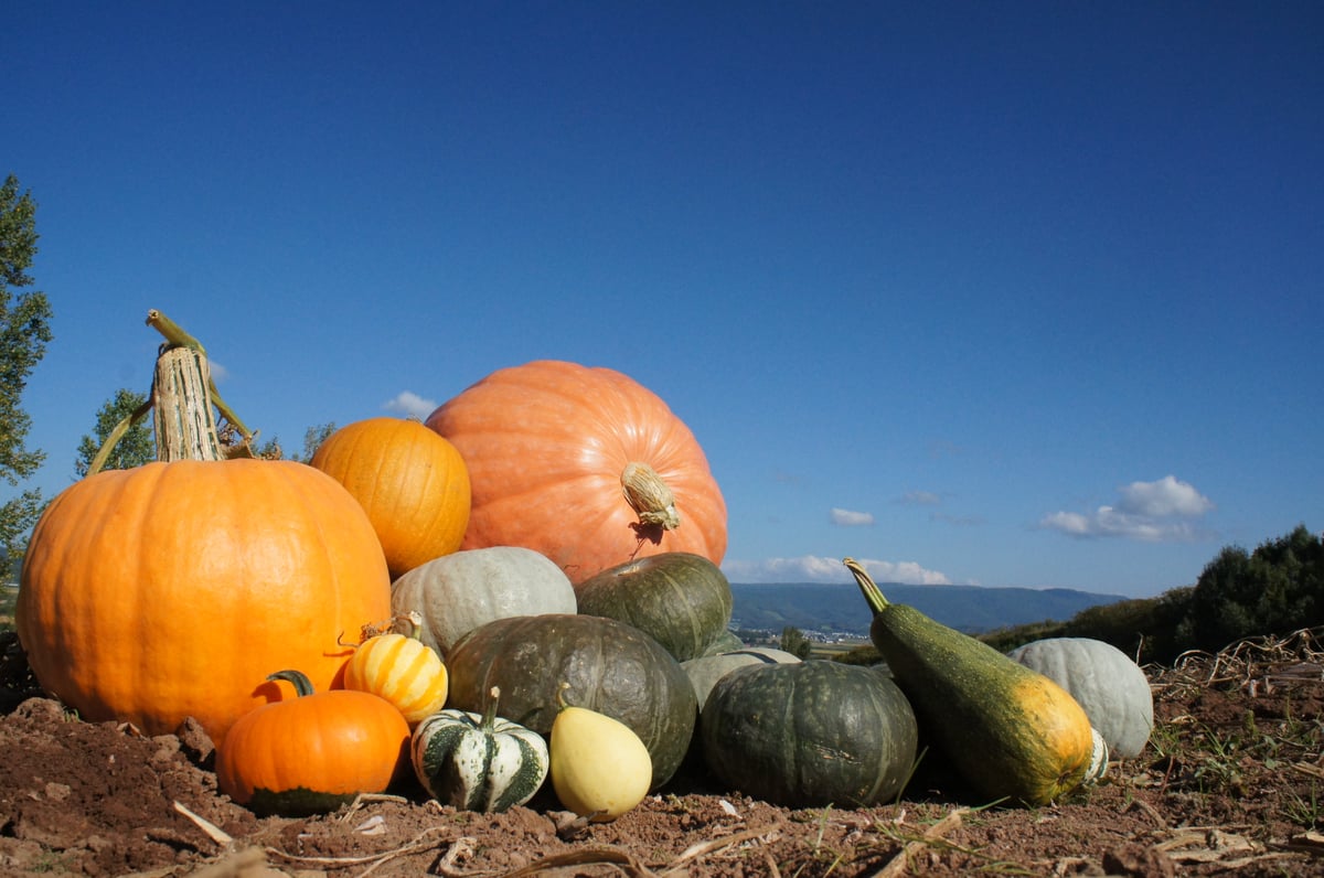 ジャンボかぼちゃ アトランティックジャイアント 20-40㎏ | solana