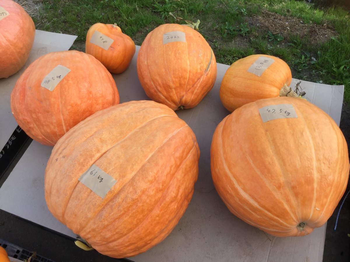 ジャンボかぼちゃ アトランティックジャイアント 20-40㎏ | solana