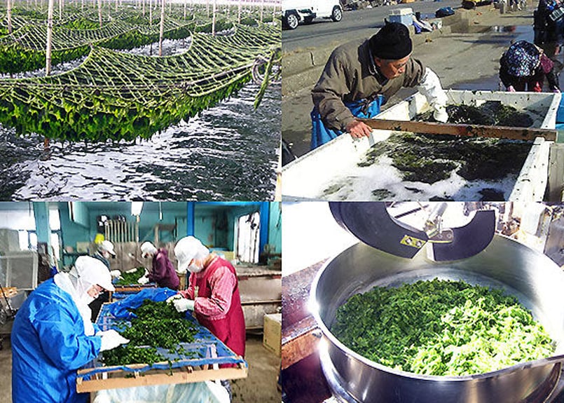 生アオサの佃煮『漁師の浅炊き』 | kotobuki-fr's STORE