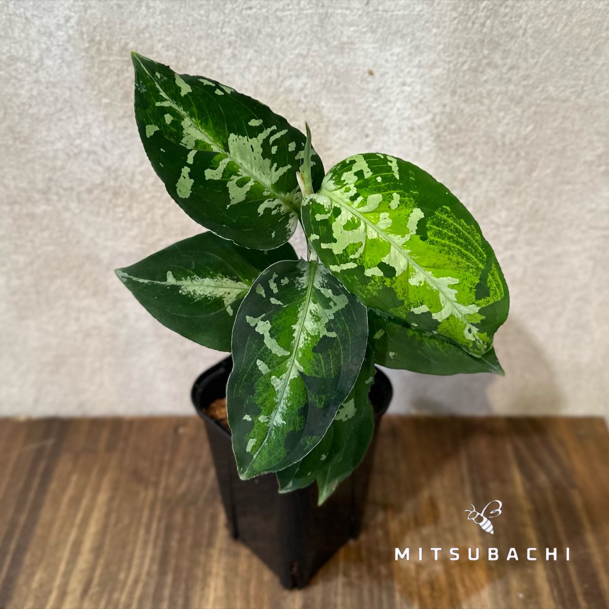 (MB-M250821-3) アグラオネマピクタム アグラオネマ ピクタム 3号 | Green Shop MITSUBACHI