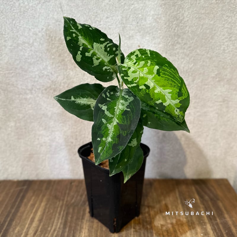 (MB-M250821-1) アグラオネマ　ピクタム MB-M250821-1) アグラオネマ ピクタム MB-M250821-1) アグラオネマ