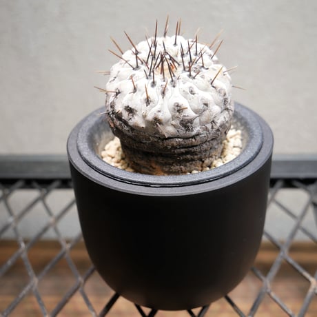 ビスマルキア　ノビリス　チャメロプス　3ヘッド❗　2鉢セット❗ CATEGORY MOP | Green Shop MITSUBACHI