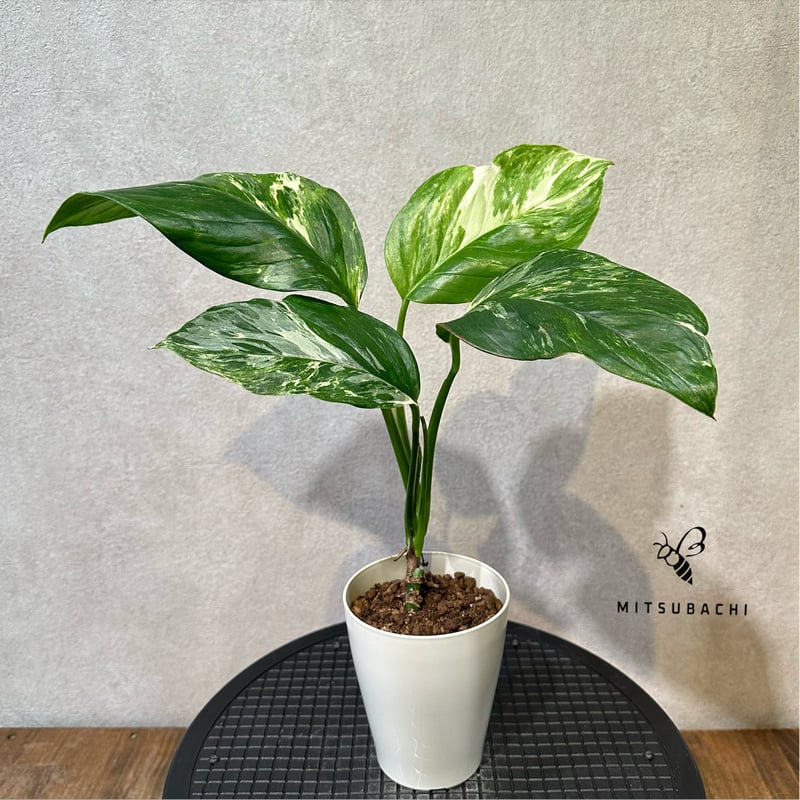 現品】モンステラ・バリエガータ 8号鉢 斑入りモンステラ 8B番 観葉