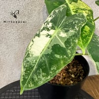 アロカシア　グリーンベルベット　3.5号