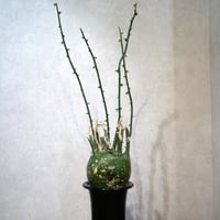 アデニアグロボーサ