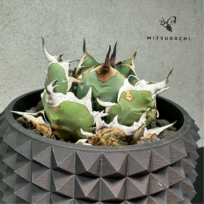 アガベ チタノタ 姫厳竜 4号 【Berlin AGAVE】（SSN鉢セット） | Green