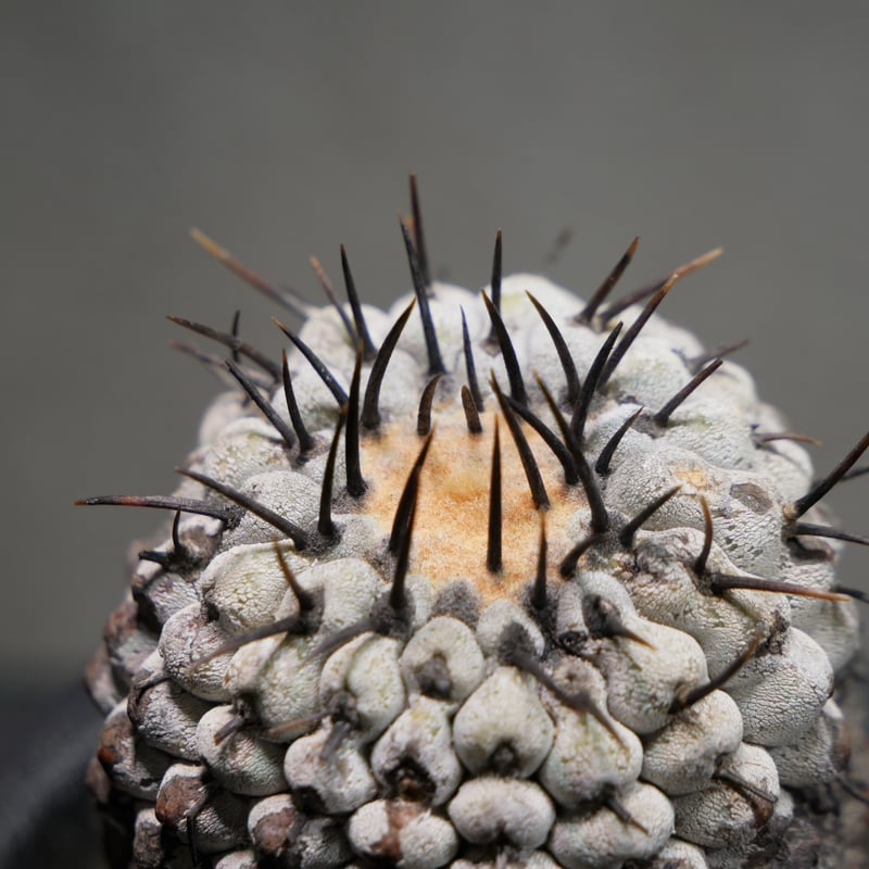 ハ*ー様 QB188コピアポア コルムナアルバ 孤竜丸 Copiapoa 棘も綺 ハ