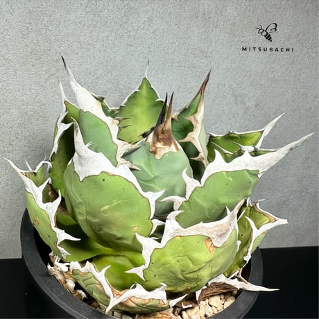 アガベ チタノタ 姫厳竜 5号 【Berlin AGAVE】
