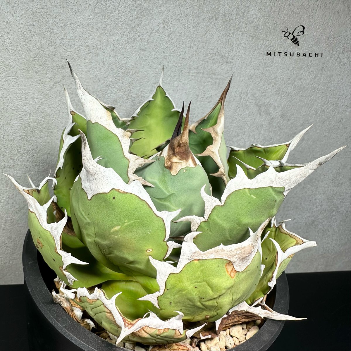 アガベ チタノタ 姫厳竜 5号 【Berlin AGAVE】 | Green Shop MIT