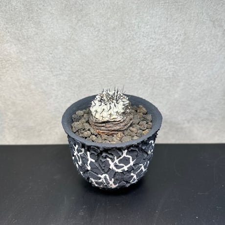 コピアポア　コルムナアルバ　孤竜丸　B　鉢セット