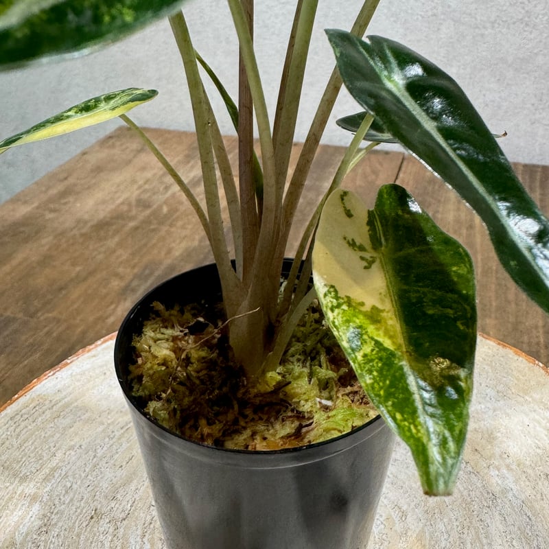 アロカシア 日本初上陸!Alocasia bambino Aurea var 4 アロカシア 日本初上陸!Alocasia bambino Aurea var 4