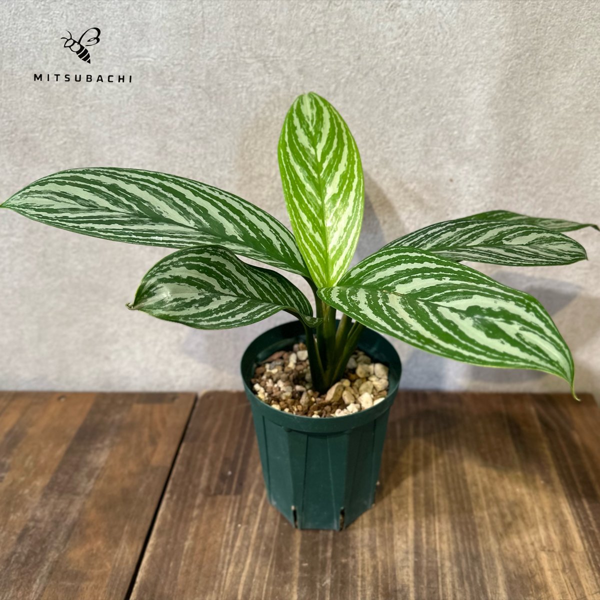 アグラオネマ カーティシー 4号 | Green Shop MITSUBACHI