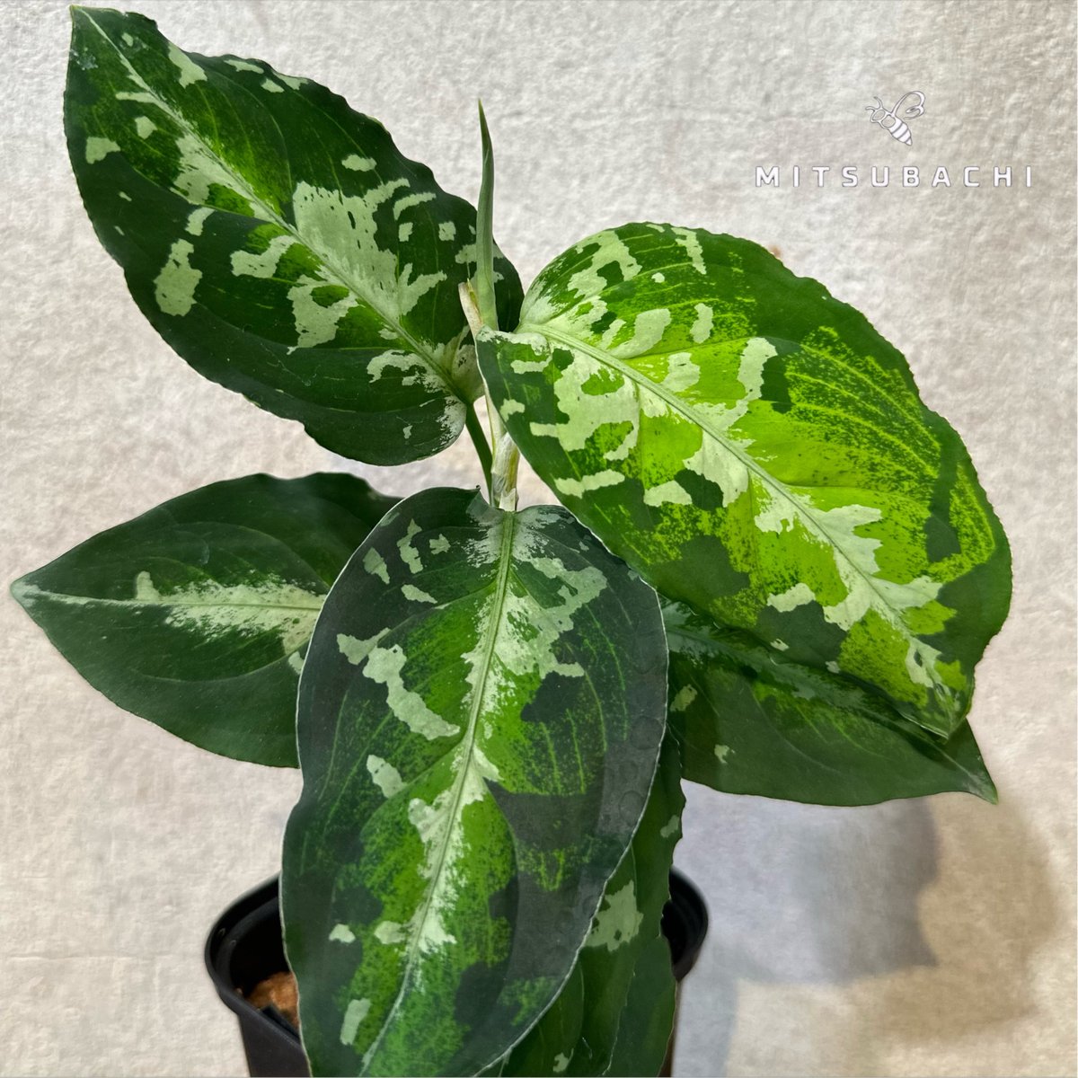 (MB-M250910-2) アグラオネマ　ピクタム アグラオネマ ピクタム 3号 | Green Shop MITSUBACHI