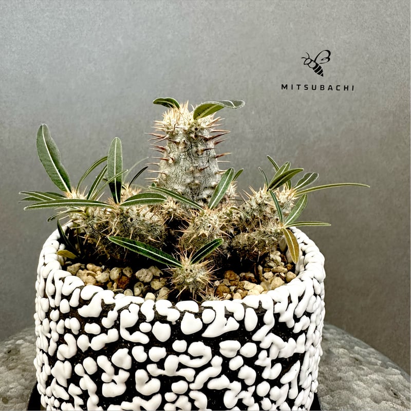 カクチペス 鉢セット | Green Shop MITSUBACHI