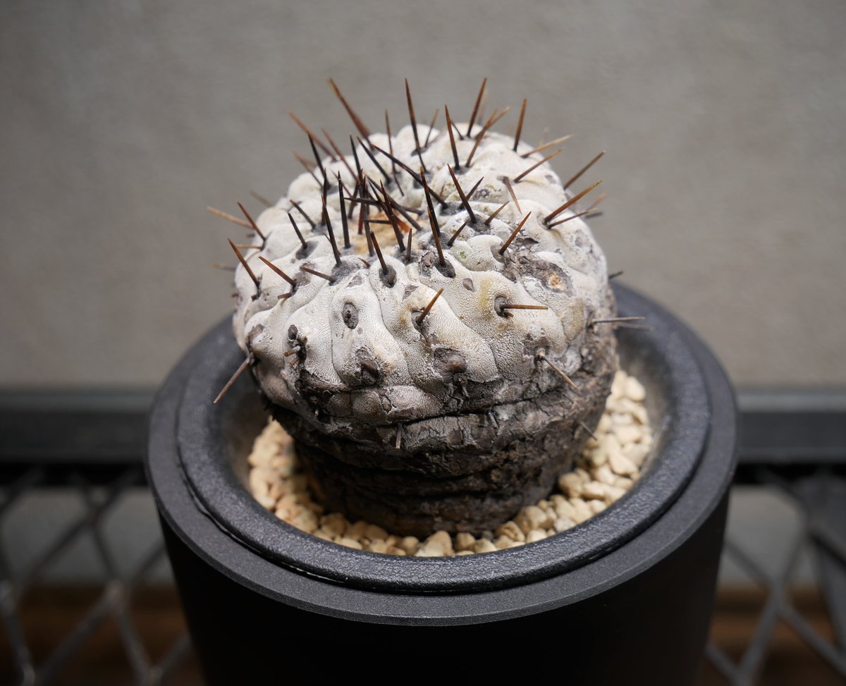 コピアポア コルムナアルバ 孤竜丸 Ⅾ | Green Shop MITSUBACHI