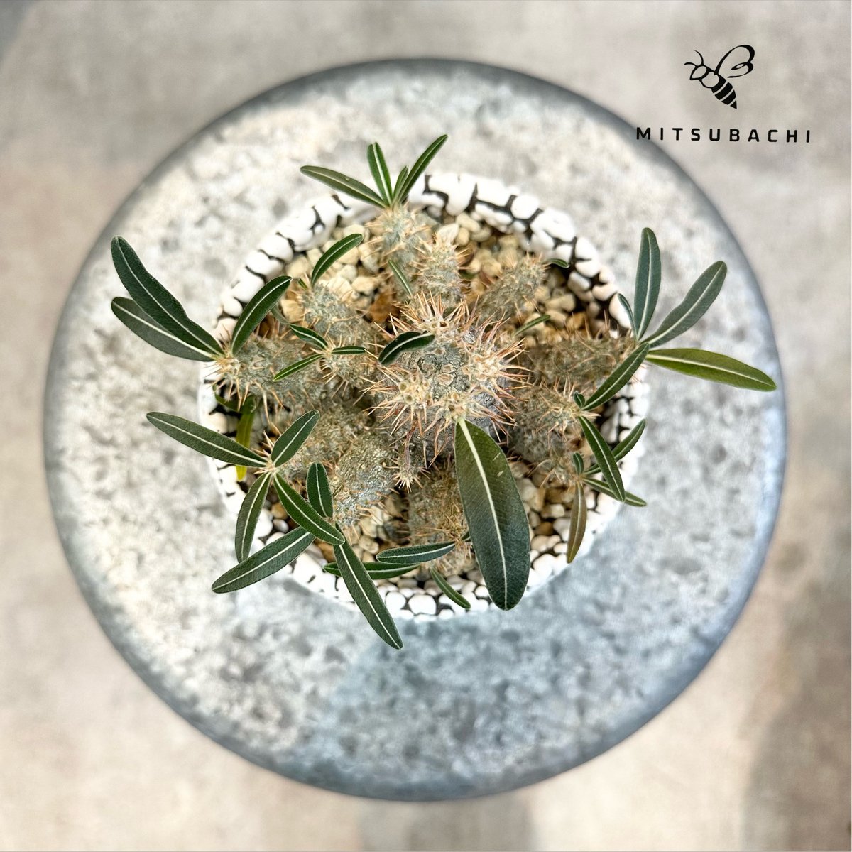 カクチペス 鉢セット | Green Shop MITSUBACHI