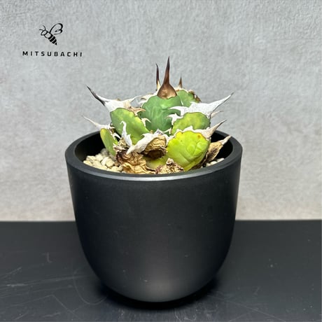 アガベ チタノタ 巨獣 4号 【Dragon AGAVE】
