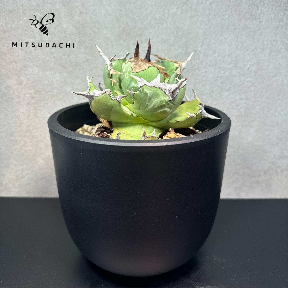 アガベ チタノタ 胖鯨 4.5号 【Dragon AGAVE】 | Green Shop MI