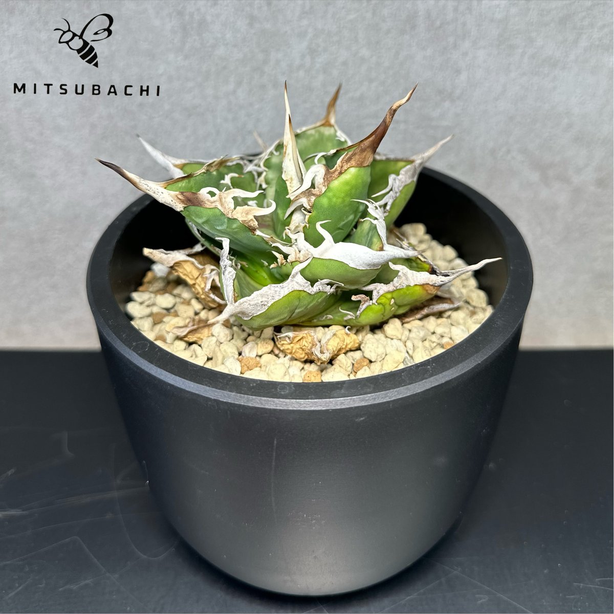 アガベ チタノタ 巨獣 4.5号 【Dragon AGAVE】 | Green Shop MI