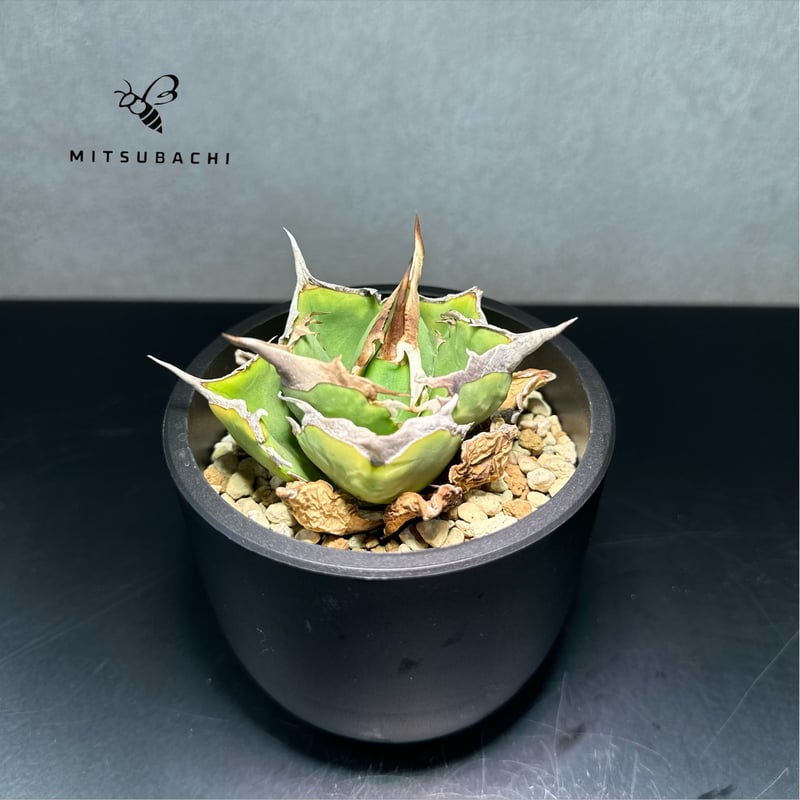アガベ チタノタ 巨獣 3号 【Dragon AGAVE】 | Green Shop MITS