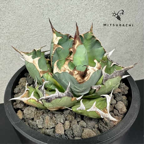 アガベ チタノタ 姫厳竜 3.5号  【Dragon Agave】