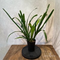 ビルベルギア・ハレルヤ　4.5号