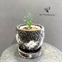 アルブカ　3号