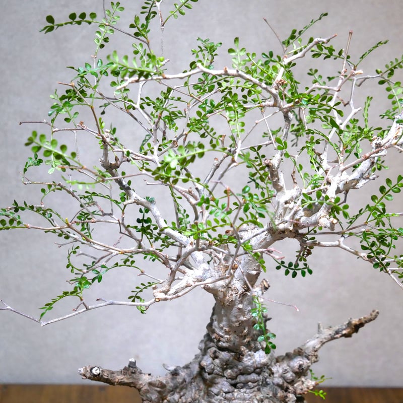 オペルクリカリア パキプス | Green Shop MITSUBACHI