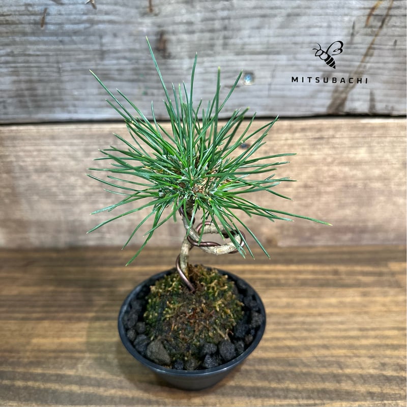 松黒松 3号 | Green Shop MITSUBACHI