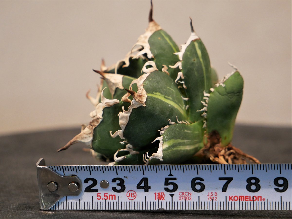 アガベ 南アフリカダイヤモンド SAD（鉢、土そのまま発送予定） アガベ