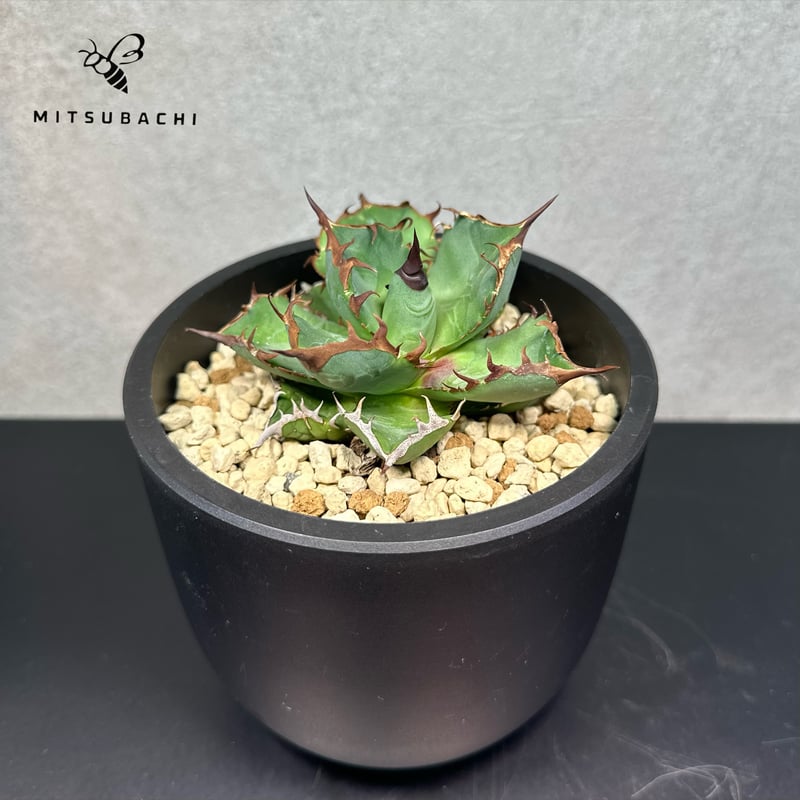 アガベ チタノタ 胖鯨 4号 【Dragon AGAVE】 | Green Shop MITS