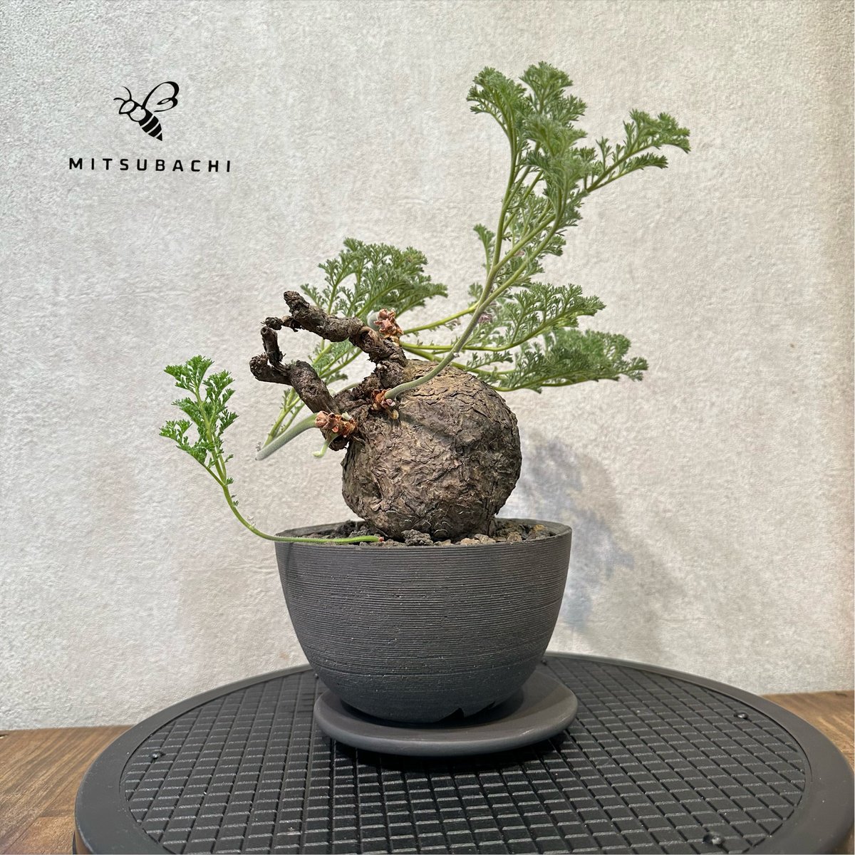 美株　ペラルゴニウム　トリステ　塊根植物 黒い鉢付き 美株 ペラルゴニウム トリステ 塊根植物 黒い鉢付き