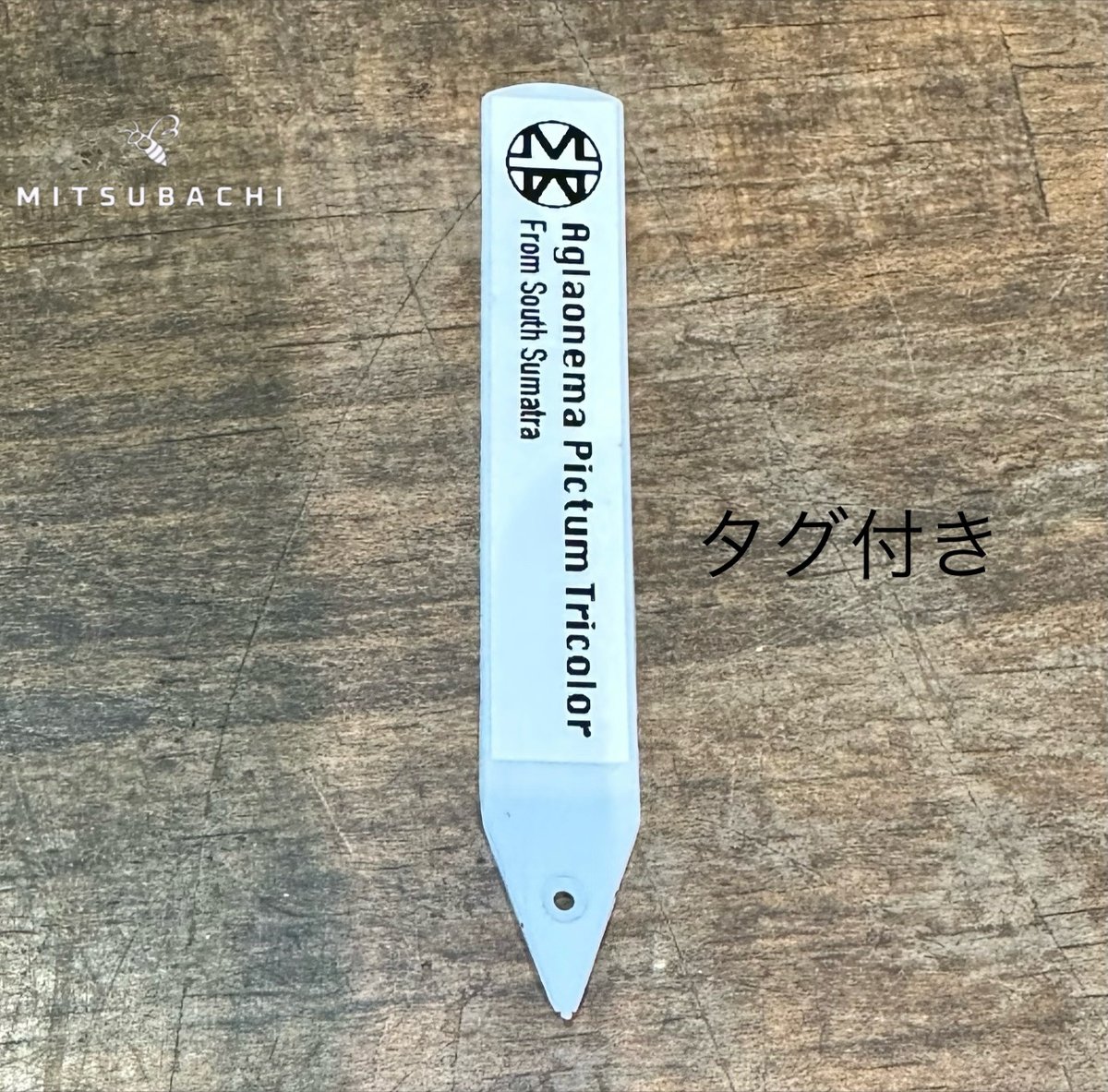 アグラオネマ ピクタム 3号 | Green Shop MITSUBACHI