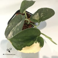 スキンダブサス　マングライ　2.5号