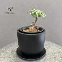 チレコドン　ペアルソニー