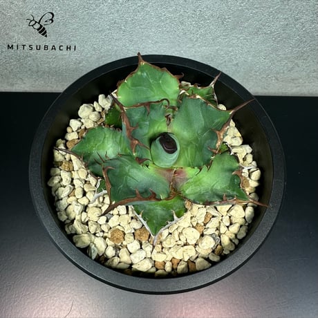 アガベ チタノタ 胖鯨 4号 【Dragon AGAVE】