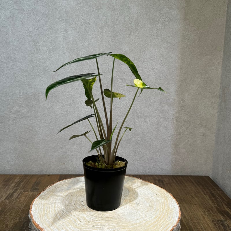 希少 アロカシアカゲアナイエローバリエガータ