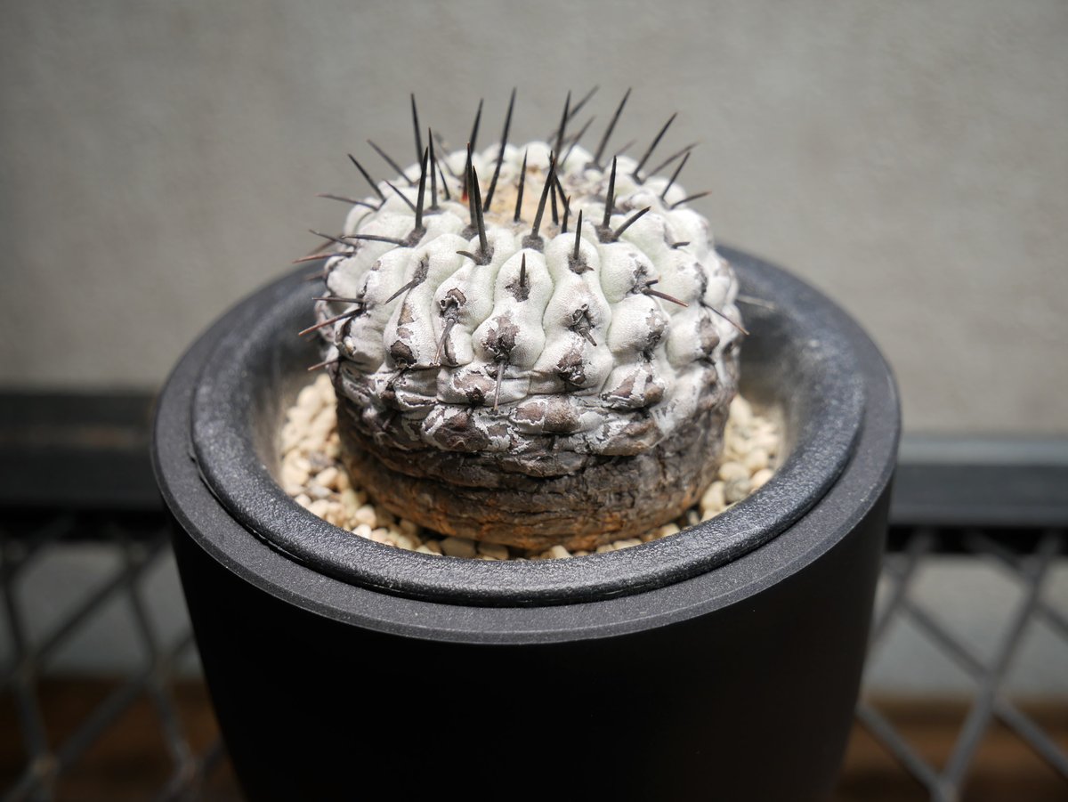 コピアポア コルムナアルバ / 孤竜丸 コピアポア コルムナアルバ 孤竜丸 A | Green Shop MITSUBACHI