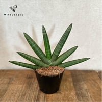 ペラルゴニウム トリステ 鉢Set | Green Shop MITSUBACHI