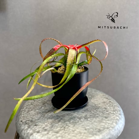 ネオレゲリア　ペンデュラ　3号