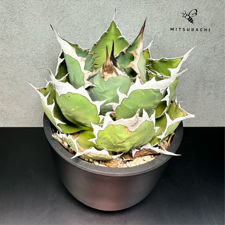 アガベ チタノタ 姫厳竜 5号 【Berlin AGAVE】