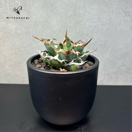 アガベ チタノタ 胖鯨 4号 【Dragon AGAVE】