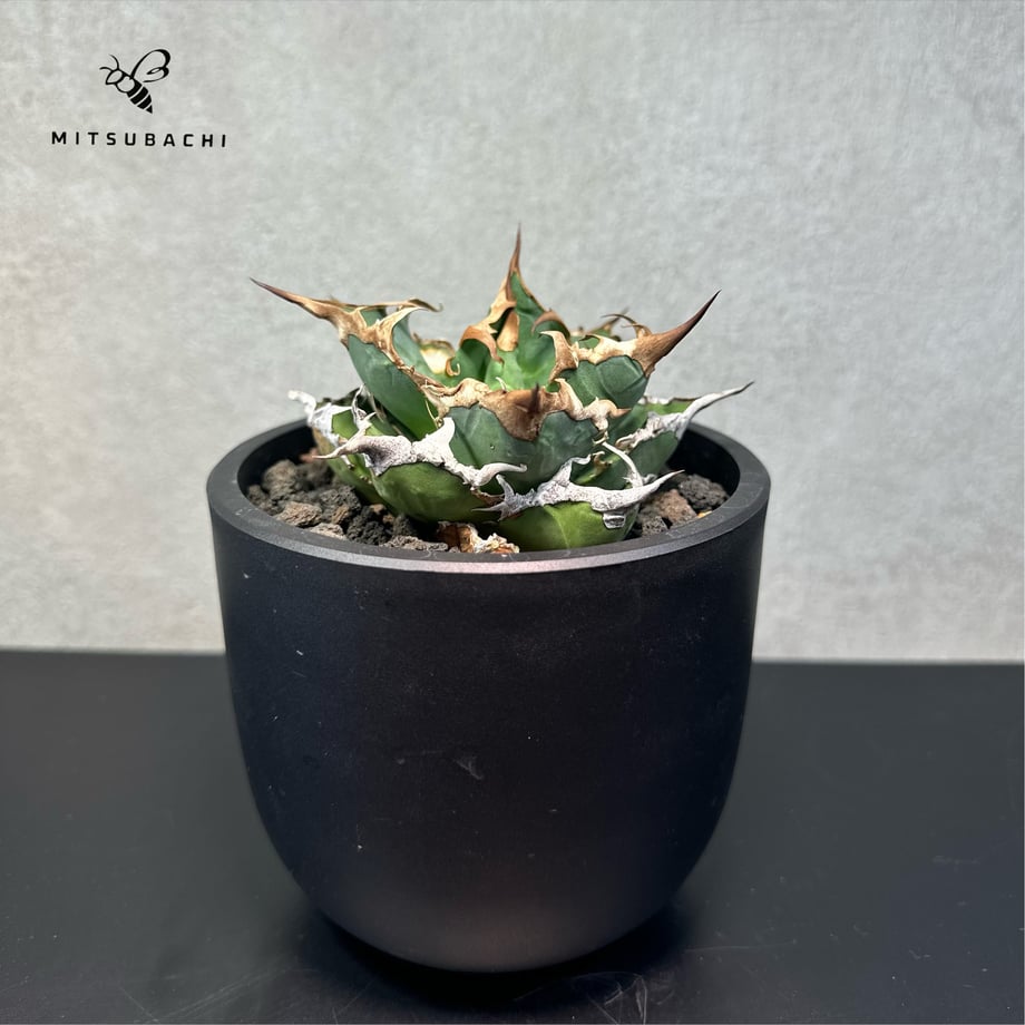 692aa1aed648d1380135aea6