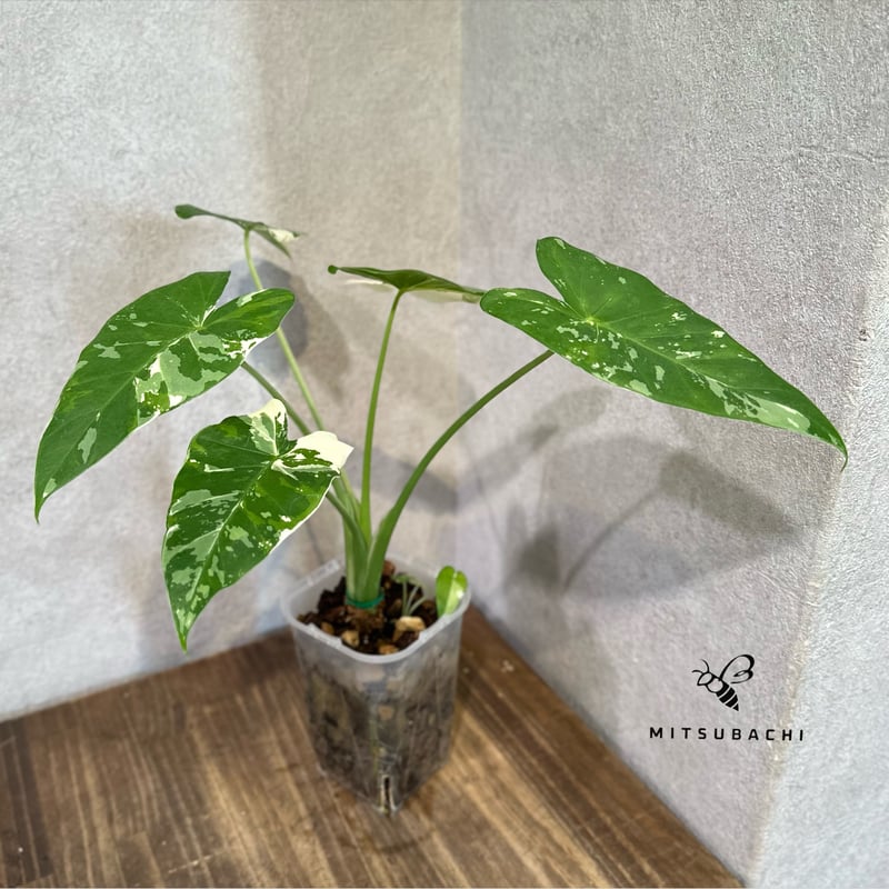 クワズイモ斑入り クワズイモ 斑入り 3号 | Green Shop MITSUBACHI