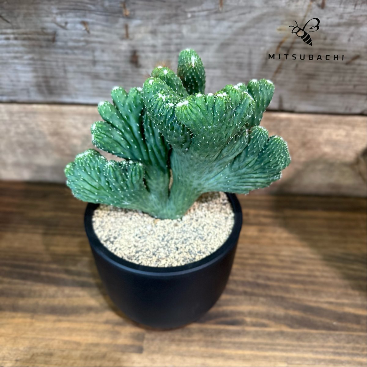 竜神木（綴化）サボテン 3.5号 | Green Shop MITSUBACHI