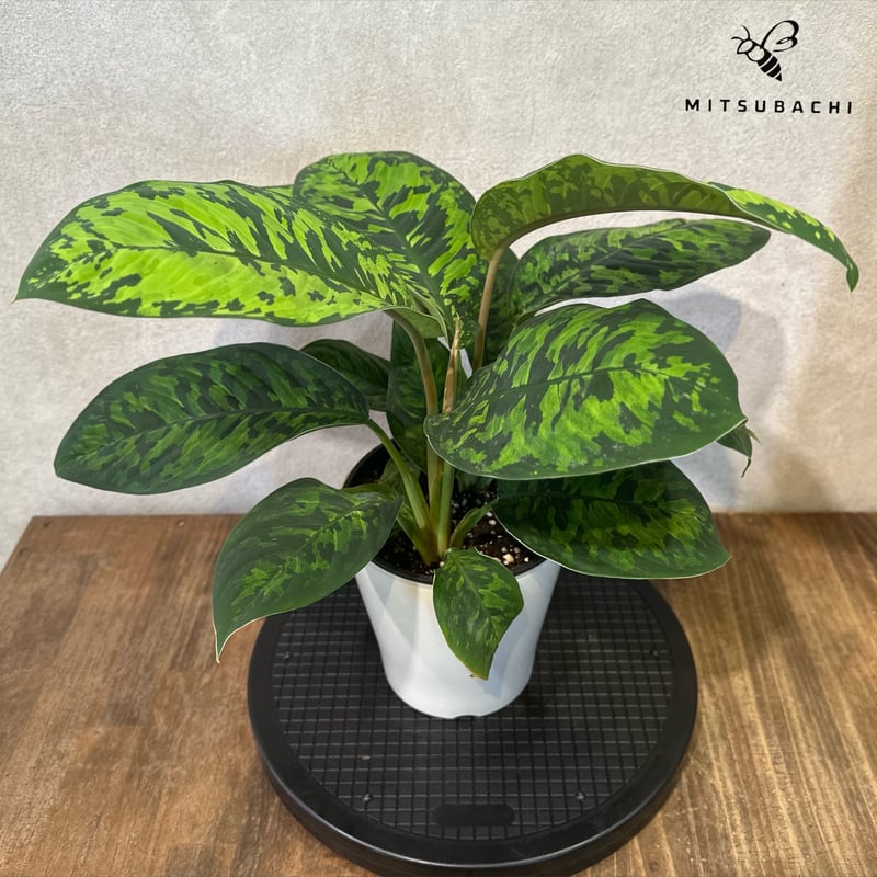 ホマロメナ カモフラージュ 5号 | Green Shop MITSUBACHI